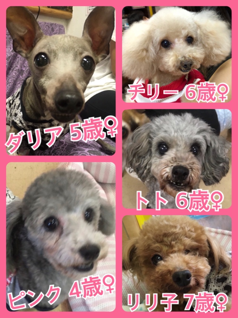 🐾今日の里親様募集中ワンコ🐶メンバーです🐾2018,8,18